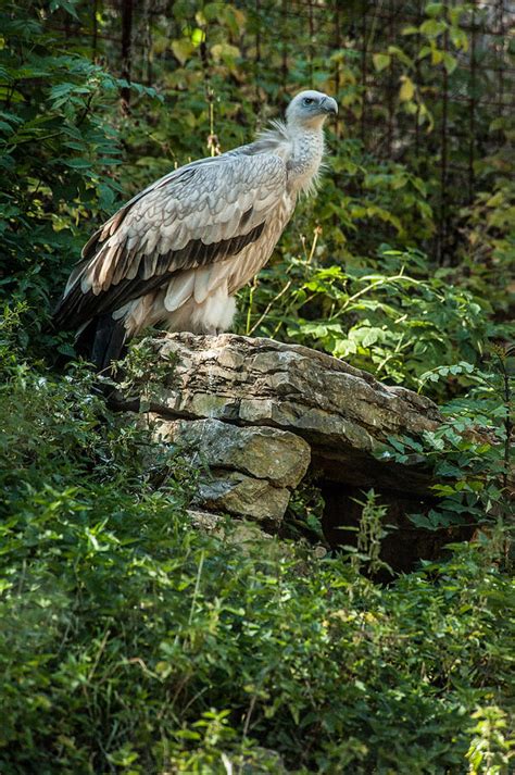 Vulture Photograph By Patrick Boening Fine Art America