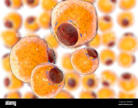 Fat Cells From Adipose Tissue Adipocytes Inside Human Organism Stock
