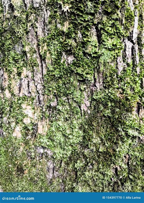 Mossy Bark Of An Old Oak Tree Forming A Beautiful Pattern Wild Green