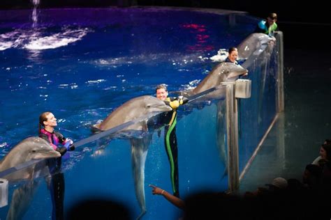 Dolphin Presentation Georgia Aquarium