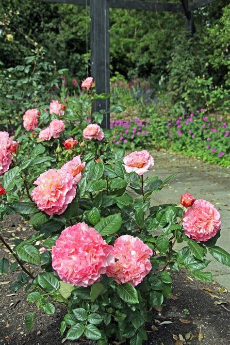 Pink Hybrid Tea Roses Stock Photo Image Of Blooming 55200536