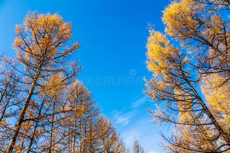 Autumn Trees Stock Image Image Of Background Landscape 45372719