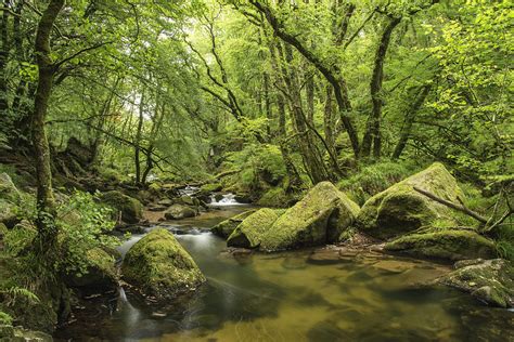 Beautiful Forest Stream Landscape Flowing Through Woodland With