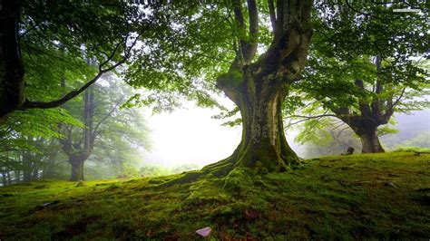 Moss Covered Old Tree Tree Wallpaper Nature Tree Forest Photos