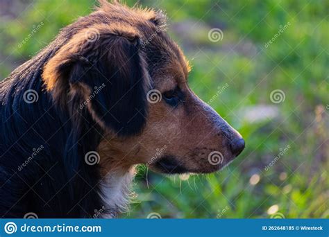 Portrait Of Cute Brown Black Dog Stock Image Image Of Side Breed