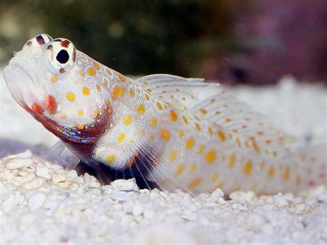 Everything You Need To Know About Diamond Goby In 2021 Tropical Fish