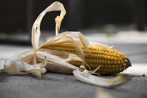 How To Tell If Corn On Cob Is Bad — Farm And Animals