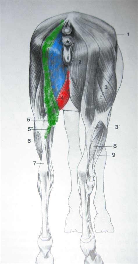 Learn the origin/insertion, functions & exercises for the specifically, this page discusses all the major muscle groups of the upper leg. Groin Muscle Injuries - Anatomy | Dr. Mel Newton