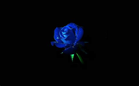 Hd Wallpaper Blue Rose Dark Flower Nature Studio Shot Black