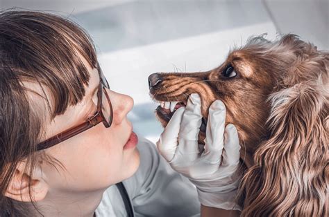 Ava Reminder Regular Pet Dental Checks With Vet Vital To Prevent