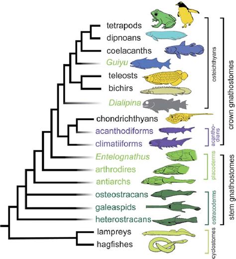 Simplified Phylogeny Of Vertebrates Modified From Zhu 2014
