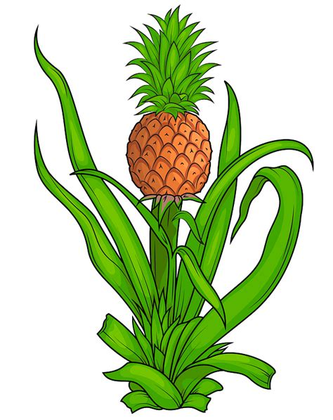 Pineapple Plant Clipart Free Download Transparent Png Creazilla