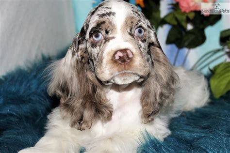This exquisite continental kc reg puppy is ready just in time for. Wisdom: Cocker Spaniel puppy for sale near Denver, Colorado. | dd6d8a26-5881