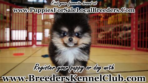 My pom coat is tan, its has gotten lighter and his neck fur has black fur comin through.when i purchased he would. TEACUP BLACK AND TAN POMERANIAN PUPPIES FOR SALE GEORGIA ...