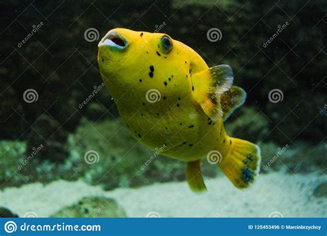 Lemon Arothron Yellow Fish Stock Photo Image Of Blow