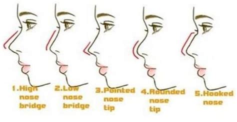Which Group Of Noses Is More Attractive For Women Page 3