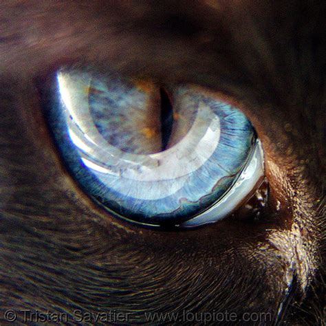 Cat Eyes Close Up