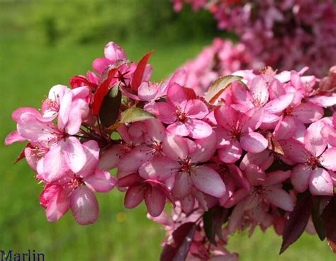 Royal raindrops® crabapple features bright pinkish red flowers combined with deep purple cutleaf foliage which presents a unique new crabapple great for privacy and accent, royal raindrops® crabapple is extremely versatile in the landscape. Royal Raindrops Crabapple - Malus 'JFS-KW5' - North ...