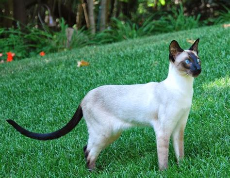 Carolina Blues Cattery Siamese Kittens For Sale In 2021 Cute Baby