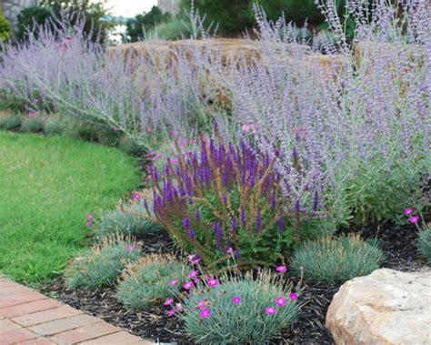 Planting Russian Sage Houzz
