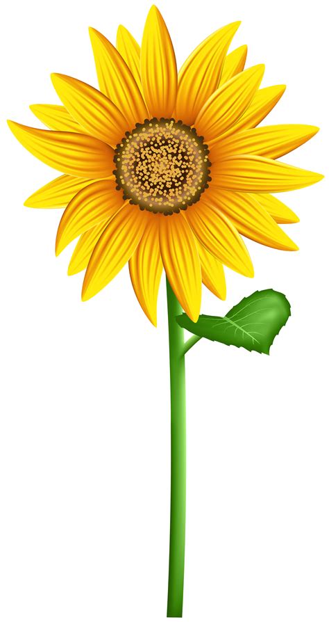 Clipart Sunflower 20 Free Cliparts Download Images On