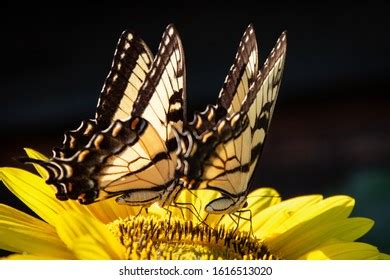 Two Eastern Tiger Swallowtails Pollinating Same Stock Photo