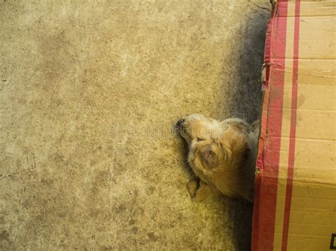 Dog Lying Cardboard Box As Blanket Stock Photos Free And Royalty Free