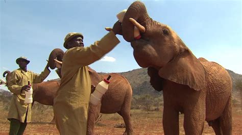 Is This Why Elephants Dont Get Cancer Cnn Video