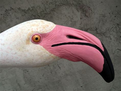 Flamingos or flamingoes are a type of wading bird in the family phoenicopteridae, the only bird family in the order phoenicopteriformes. Flamenco común - phoenicopterus ruber