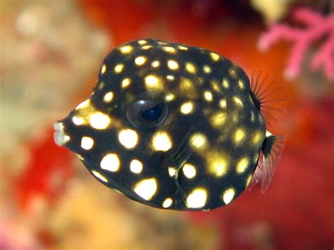 The Cutest Fish In The World Unterwasserwelt Unterwasser