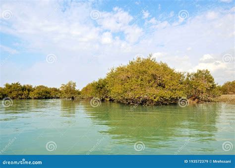 Landscape Of Mangrove Forest In Qeshm Island Iran Stock Image Image