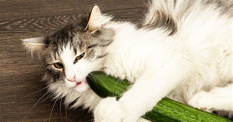 Are Cats Afraid Of Cucumbers Diamond Pet Foods