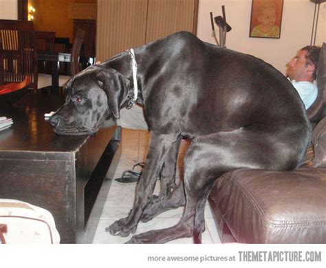 33 Funny Dogs That Will Do Whatever It Takes To Sit Wherever They Fit