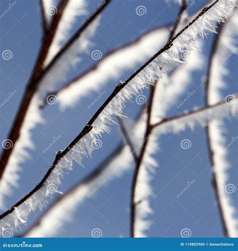 Branches Covered In Snow And Ice Crystals Stock Photo Image Of Plant