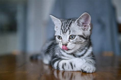 15 Facts About Kittens That Might Surprise Even Long Time Cat Lovers