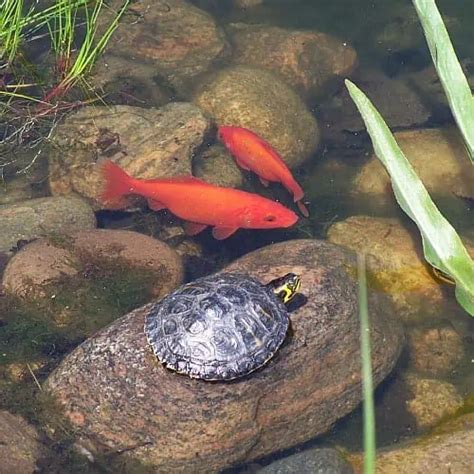 Types Of Freshwater Pond Turtles For Outdoors Pond Turtle Pets Pond