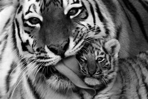 Love Photography Pretty Baby Cute Black And White Cool