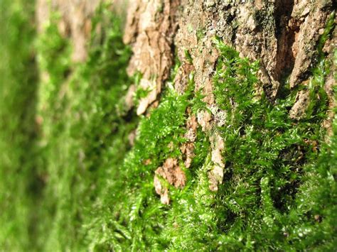Moss On The Tree Bark Deep Green Resistance Uk