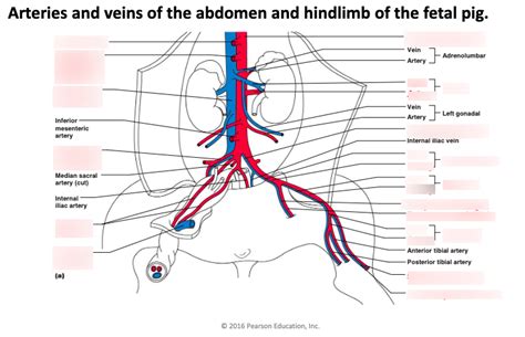 Arteries And Veins Of The Abdomen And Hindlimb Of The Fetal Pig