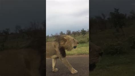 Kruger National Park Close Encounter With Lions Youtube