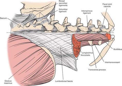 The Spine | Musculoskeletal Key