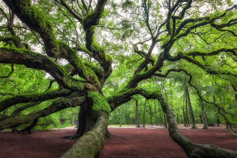 Spectacular And Unique Trees And Forests Around The World Daily Viral