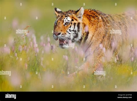 Summer Tiger Wildlife Cat With Pink And Yellow Flowers Close Up