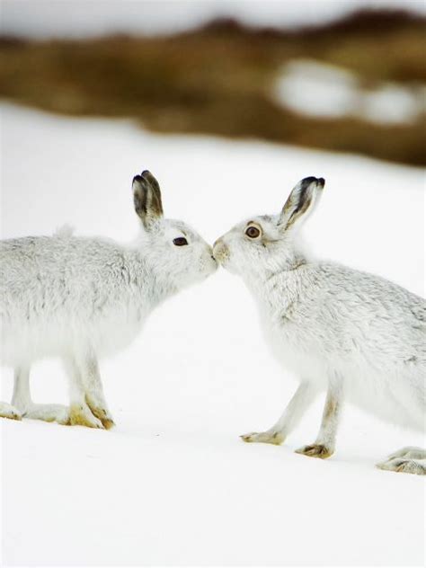 Mountain Hares Bing Wallpaper Download
