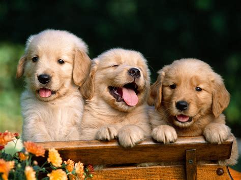 Puppy World Cute Golden Retriever Puppy Pictures