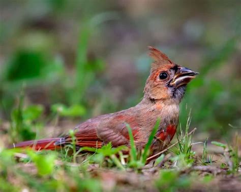 All About Baby Cardinals With Photos And Videos