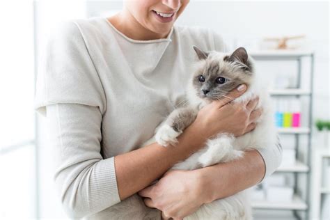 Probably the best cuddly pet for apartment. All the Amazing Things Your Dog or Cat Can Sense