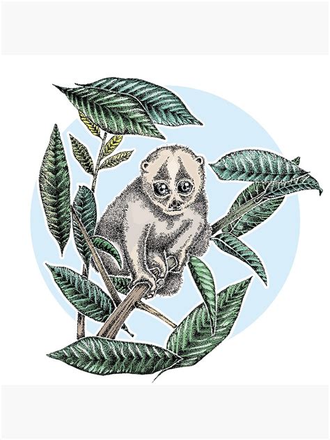 Drawing Of A Cute Slow Loris Save The Slow Loris Poster By Fcarli Ttmilano Redbubble