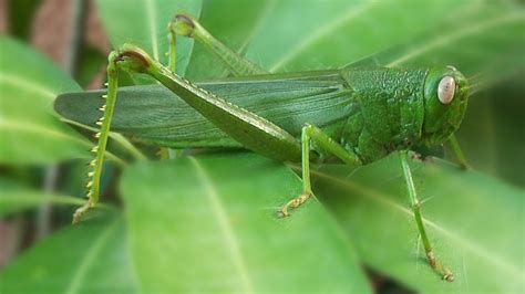 A Big Bug Filipino Katydid Green Grasshopper Large Insect Youtube