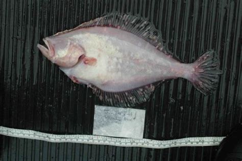 Fish Farms There Are A High Number Of Flatfish With Numerous Tumors On